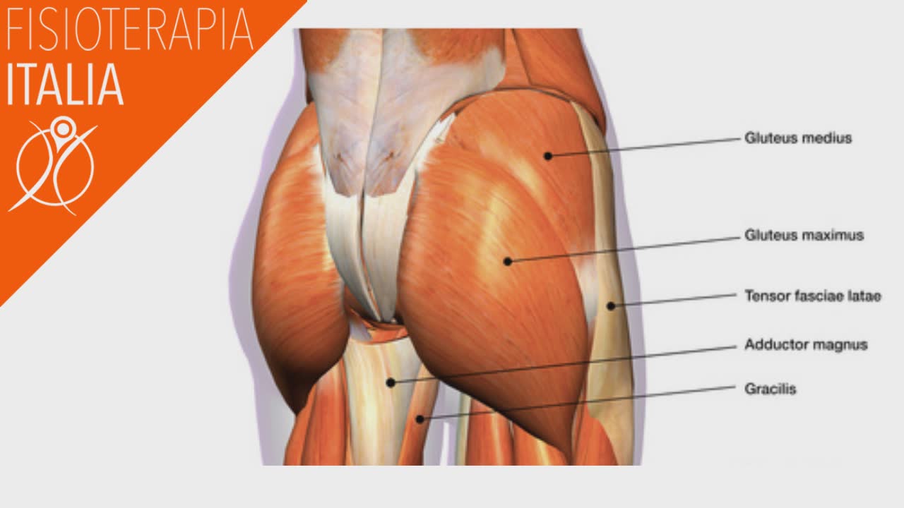 Le Patologie Dell Anca E Le Soluzioni Con La Fisioterapia