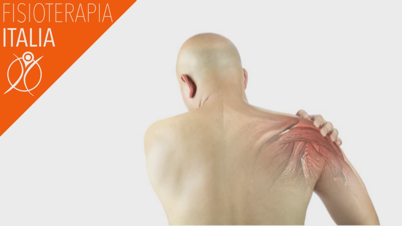 cuffia dei rotatori importanza dei muscoli della spalla